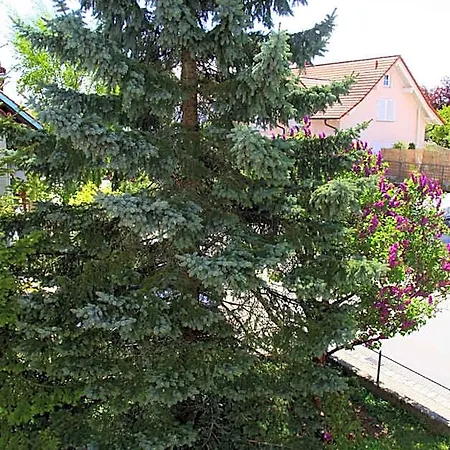 Waldvogel Klimatisiert Fogadó *
