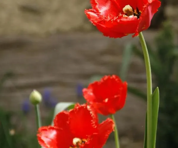 Waldvogel Ferienzimmer Klimatisiert *